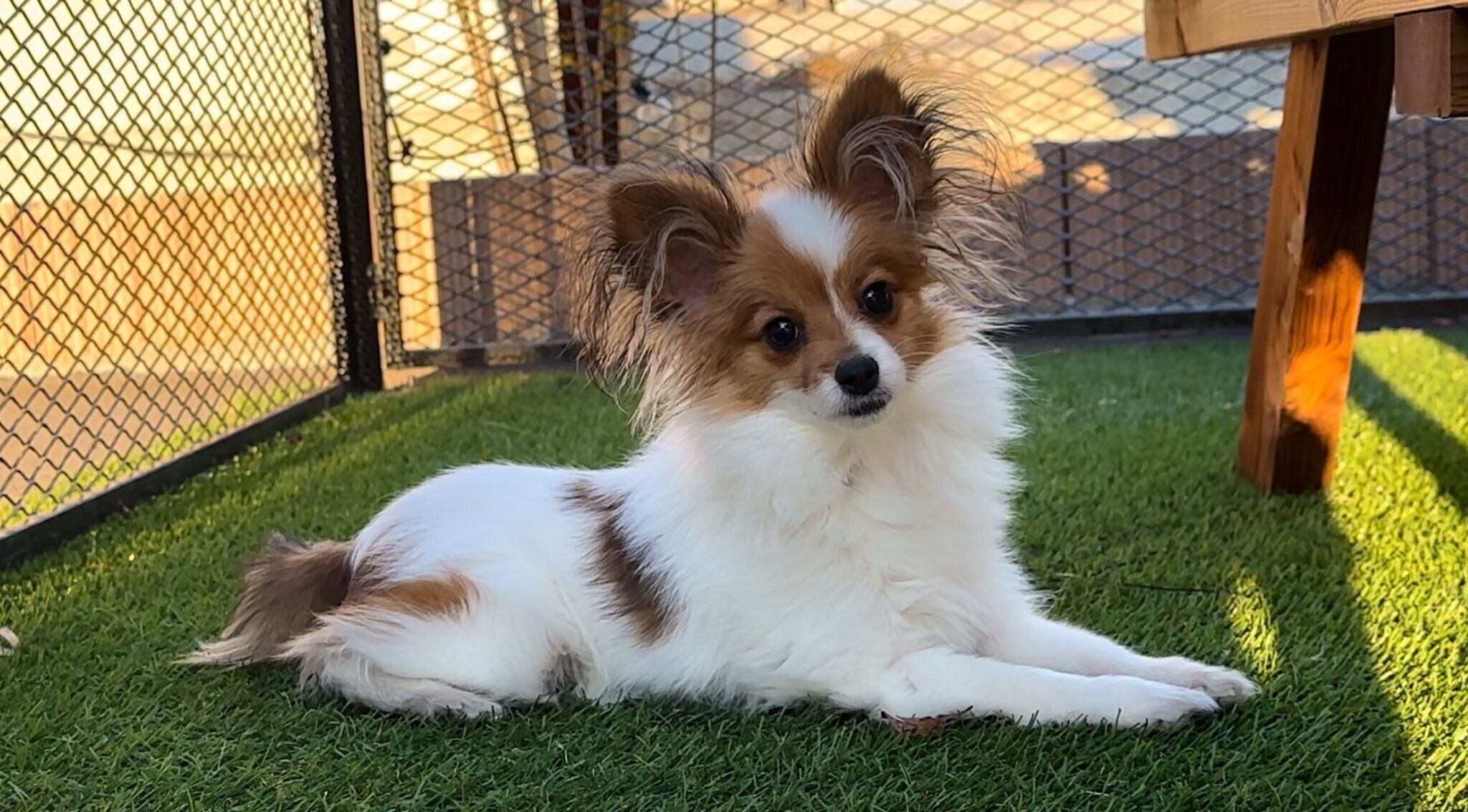 見つめるペコちゃん