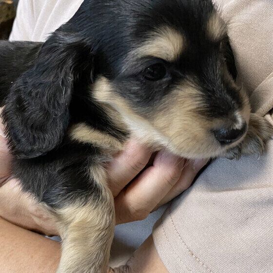 愛犬を正しく抱っこできている？ ダメな犬の抱き方を獣医師に聞いた いぬのきもち