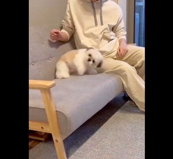 「バンッ」の合図で倒れるたむたむくん