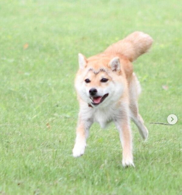 走るこまりちゃん