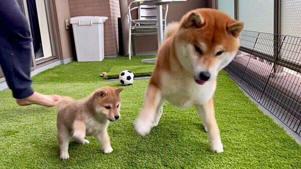ドッグランで遊ぶこむぎくんとわらびちゃん