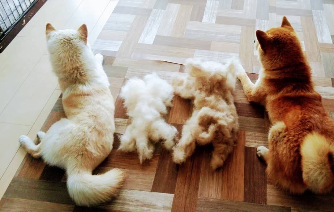 白柴の福ちゃんと赤柴のまるちゃん