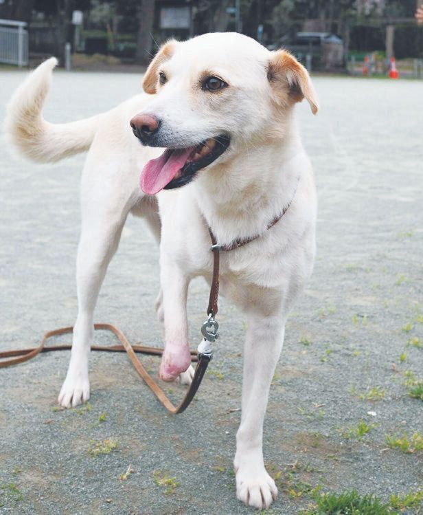 2016年に茨城県のセンターから譲渡した故・風牙くん。罠により右足先を失いましたがセラピー犬として活躍したそう