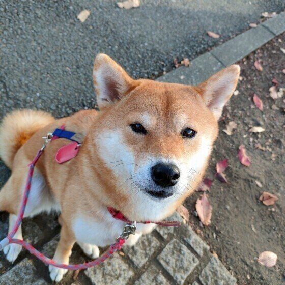 見つめる柴の女の子