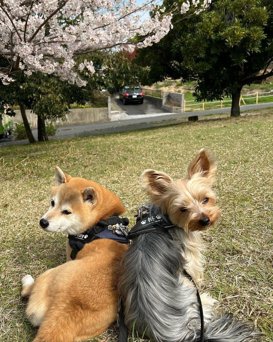 背中合わせの宙ちゃんと柊ちゃん