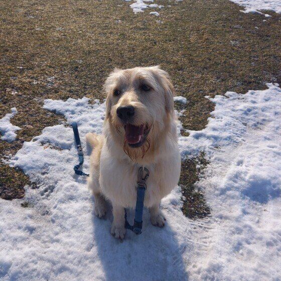 朝の散歩中のぼくちゃん