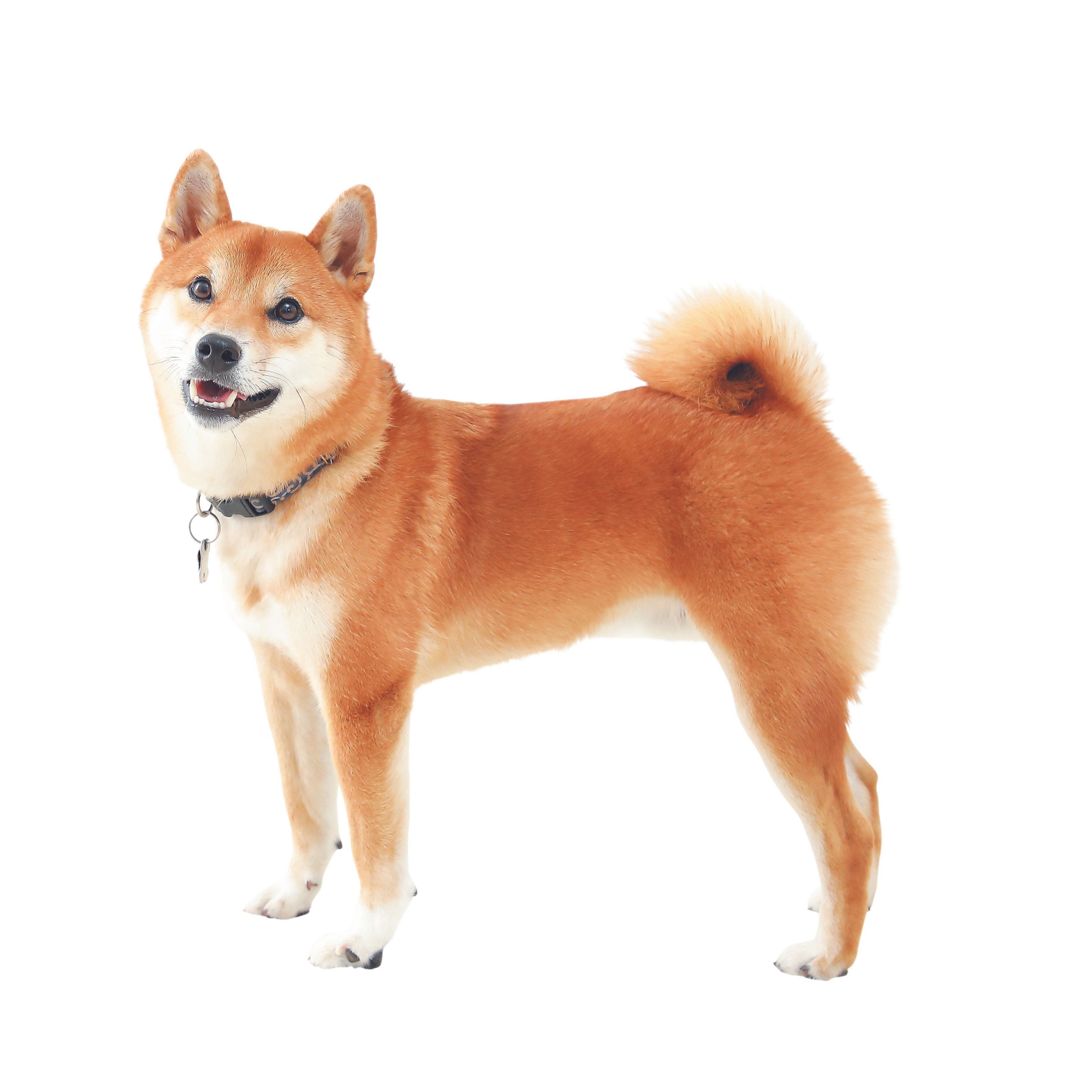 犬の喜怒哀楽は表情やしぐさ、鳴き声などに表れます