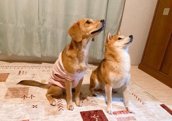 こてつくんの背丈を越したあんずちゃん