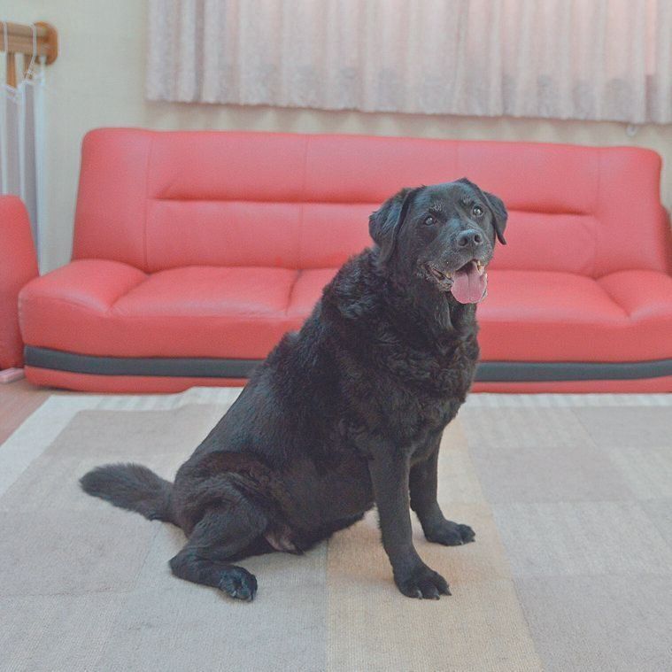 副腎腫瘍を抱えるオッティーちゃん（メス・15才／29.6㎏／ラブラドール・レトリーバー／おっとりしてやさしい）