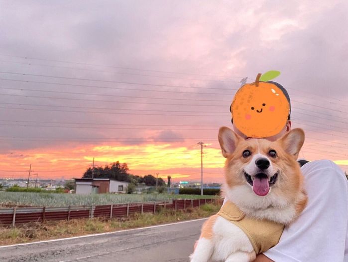 夕焼けと一緒に写るぷるたすちゃん