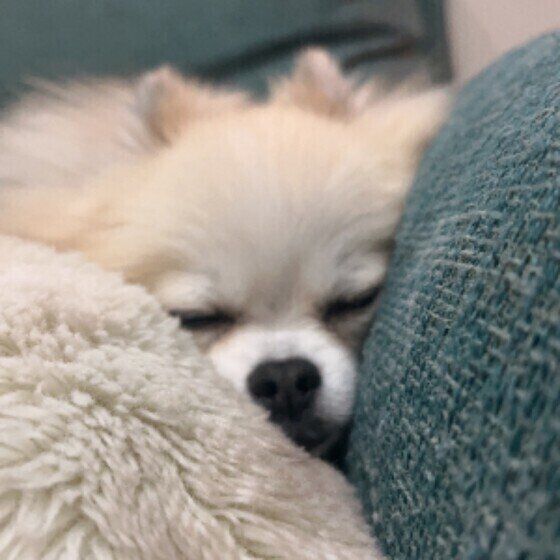 隙間にフィットするポメラニアン