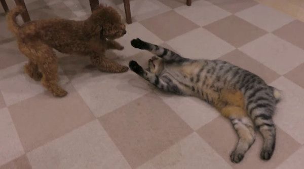 トイ・プードルの子犬と猫