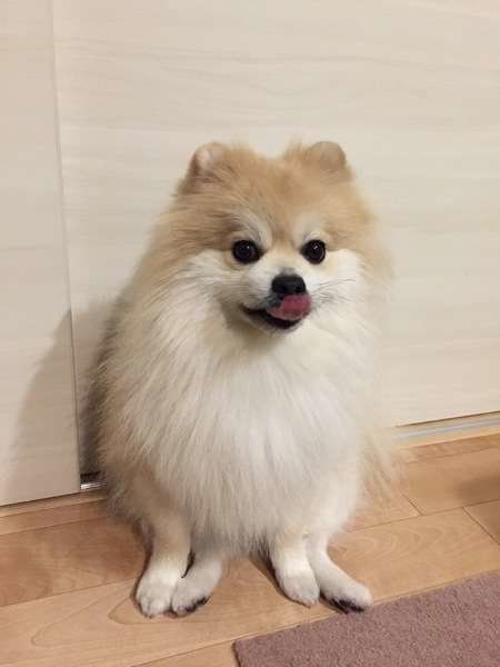 舌を出しているポメラニアン