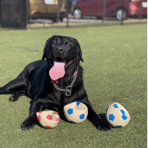 ラブラドール・レトリーバーのラッキーくん