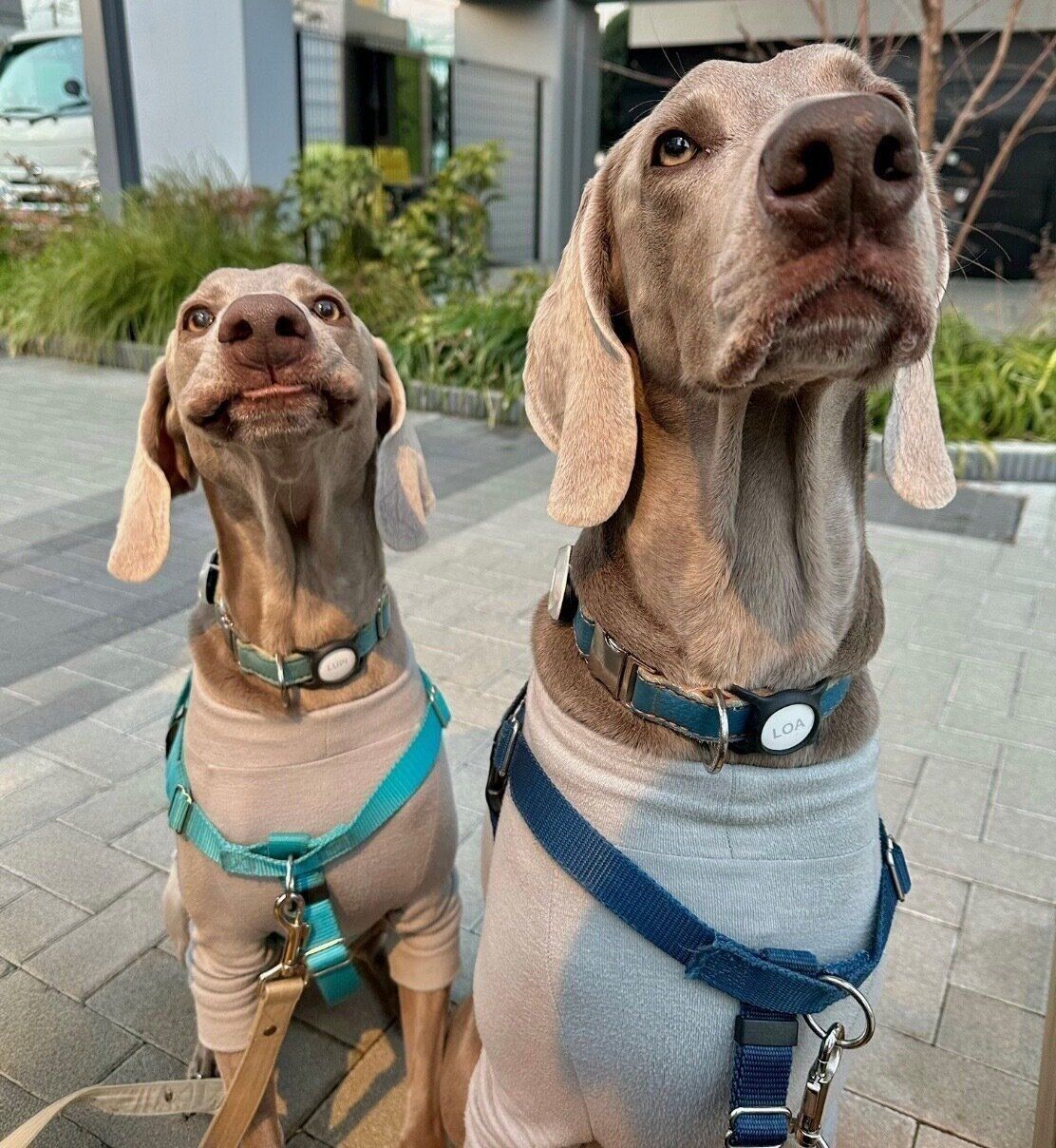 おやつ待ちをするろあくん、るぴくん