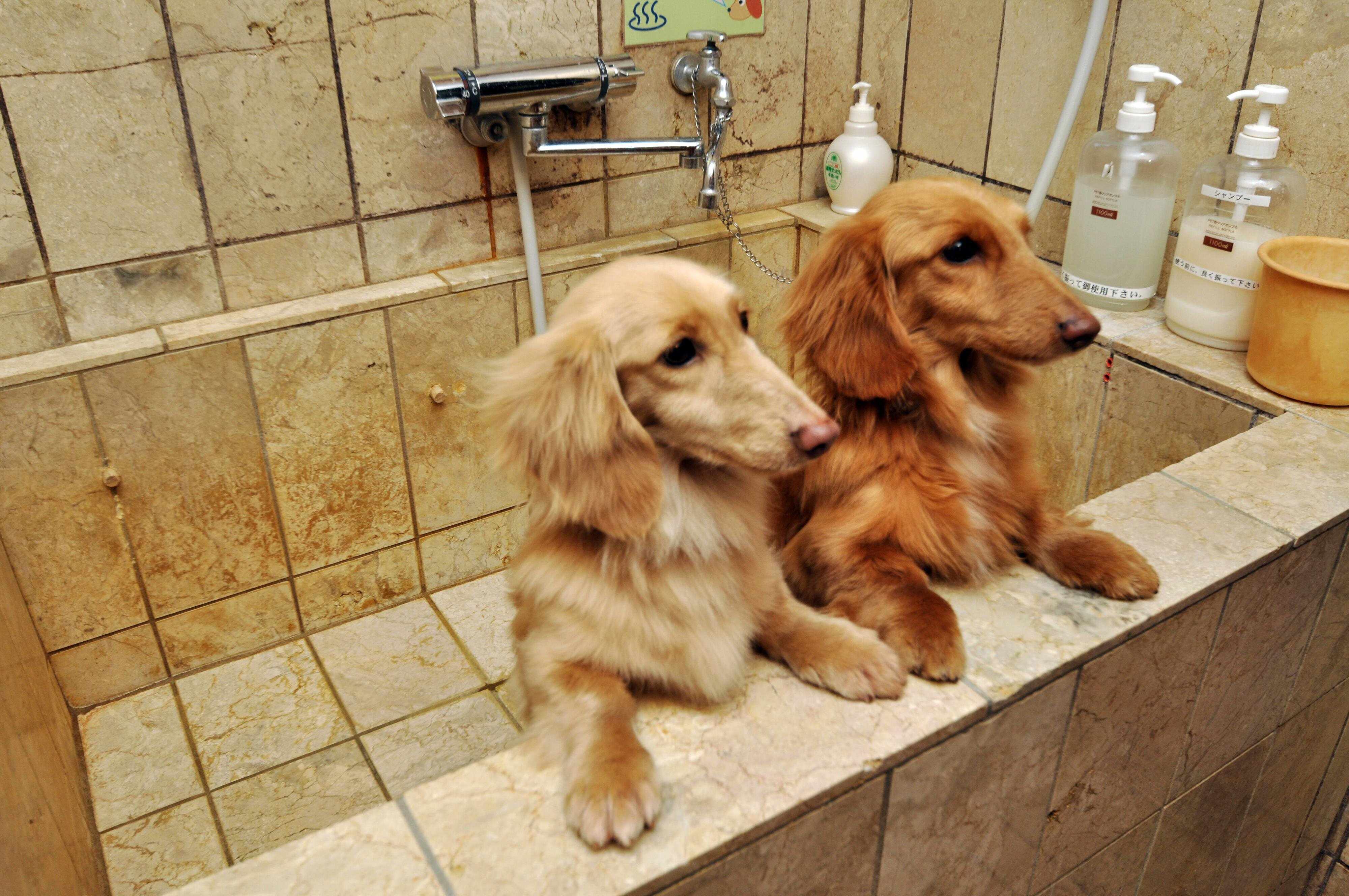 犬専用温泉に入る2頭のダックスフンド