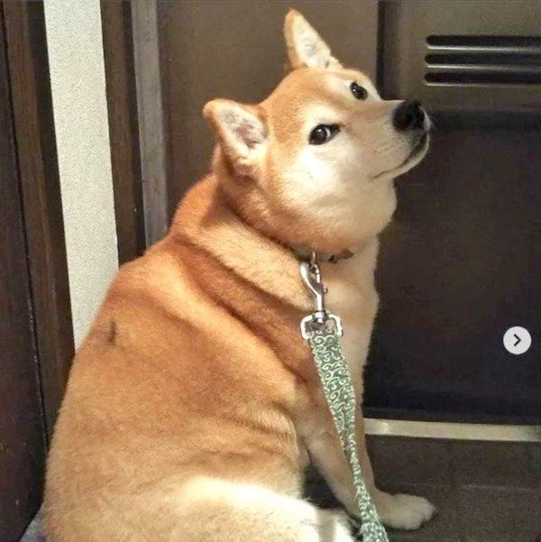 お父さんの帰りを健気に待つ柴犬