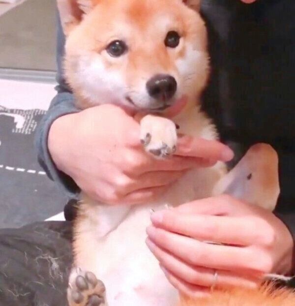 爪切りをするため確保されたちくわくん