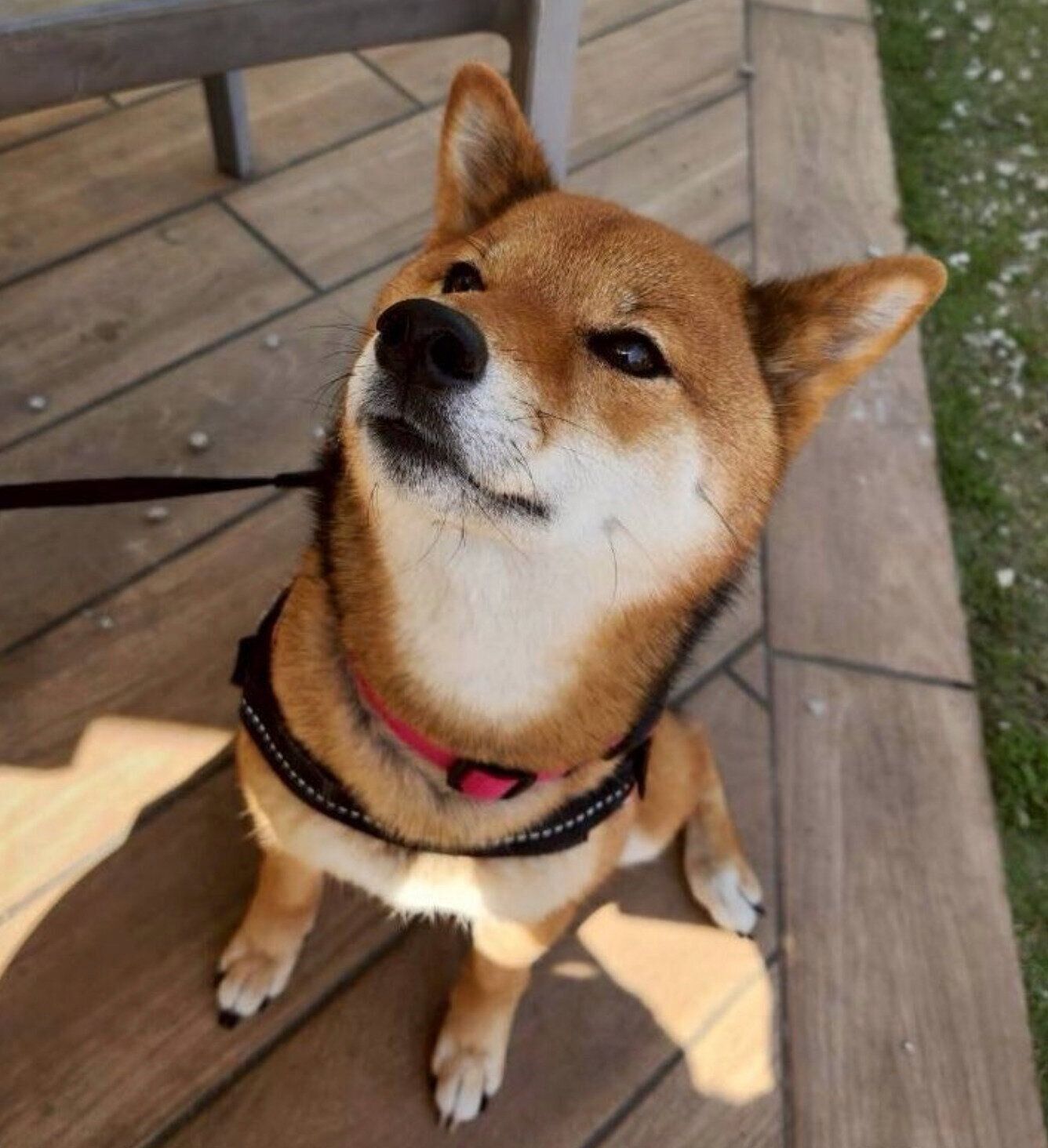 4才になったお嬢ちゃん