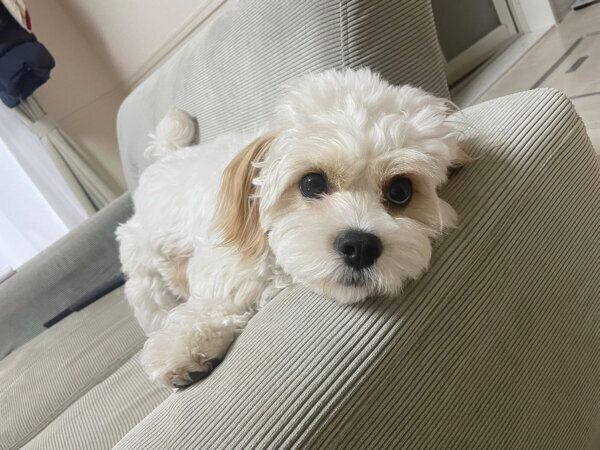 くつろぐもうふくん