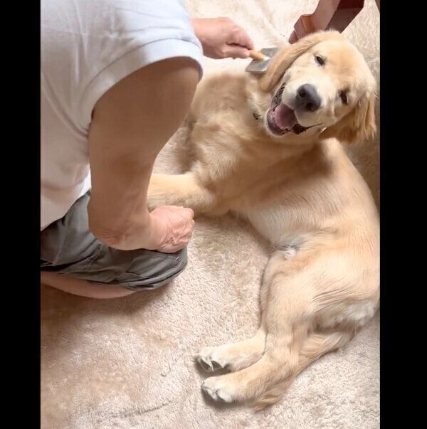 ブラッシング中のポチタくん