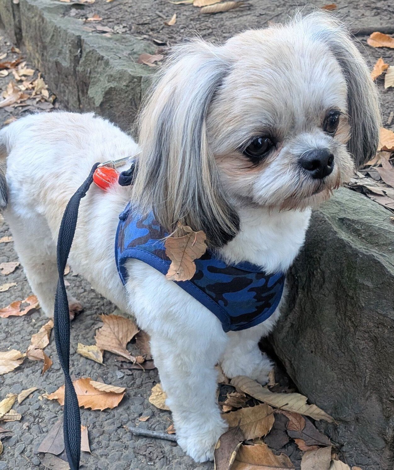 ドッグランと大きい公園でたくさん遊んだ楽くん