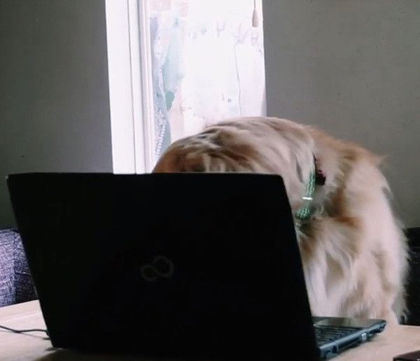 パソコンを見るゴールデン・レトリーバー