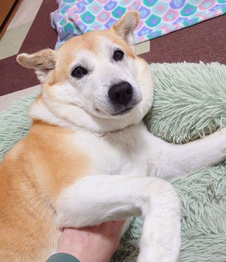 飼い主さんになでられるチョウちゃん