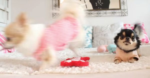 おやつに大興奮のチワワ