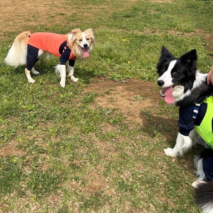 ドッグランで遊ぶむぎちゃん、あんずちゃん