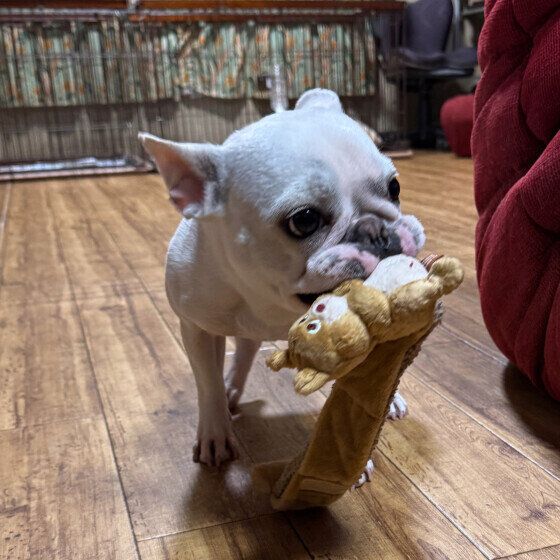 おもちゃを咥えてお出迎えするフレンチ・ブルドッグ