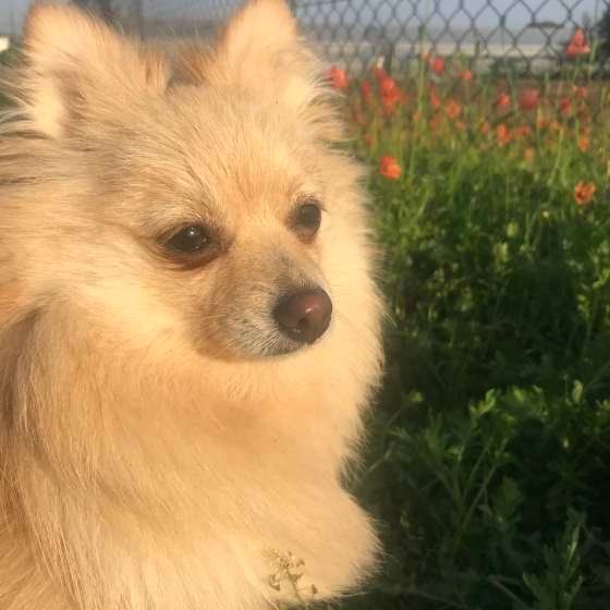 たそがれる桃之介くん