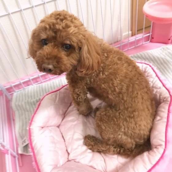 犬をお留守番させる際に気をつけること