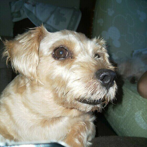 ノーフォーク・テリアのミジュちゃん