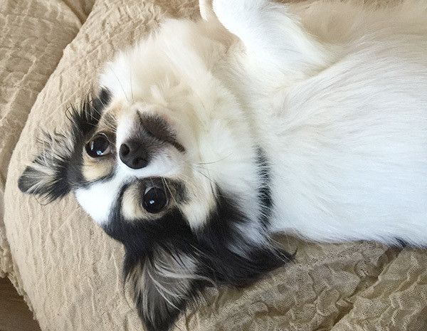 見つめるチワワ