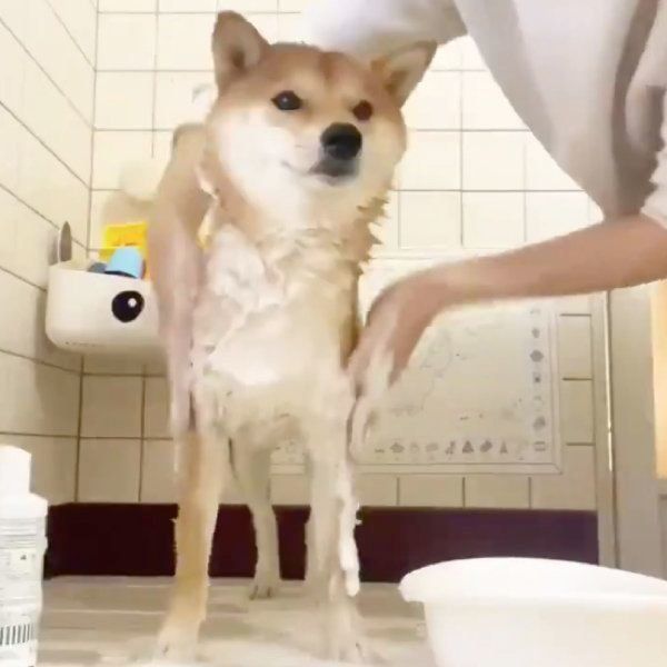 シャンプーをしてもらうりんご郎くん