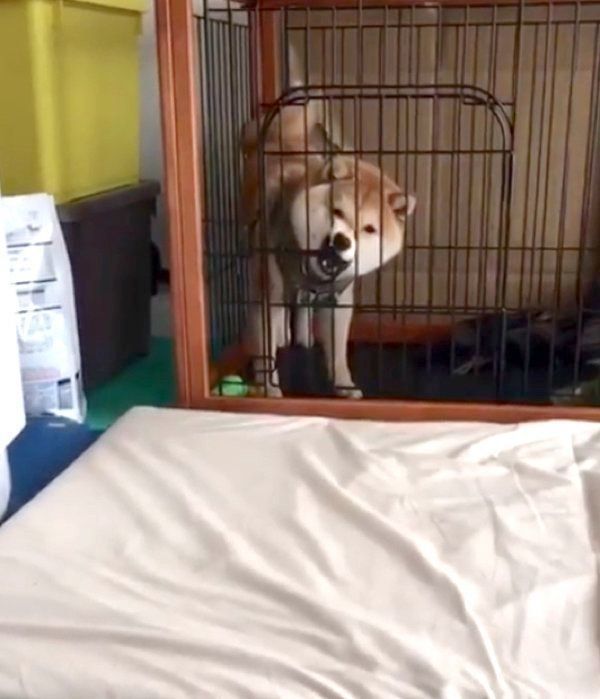 ケージにハマる豆柴