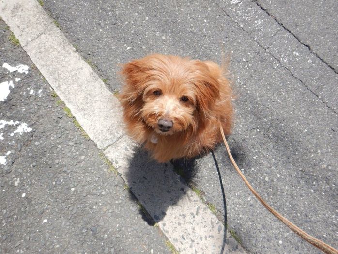 連載「こぐま犬てんすけ」