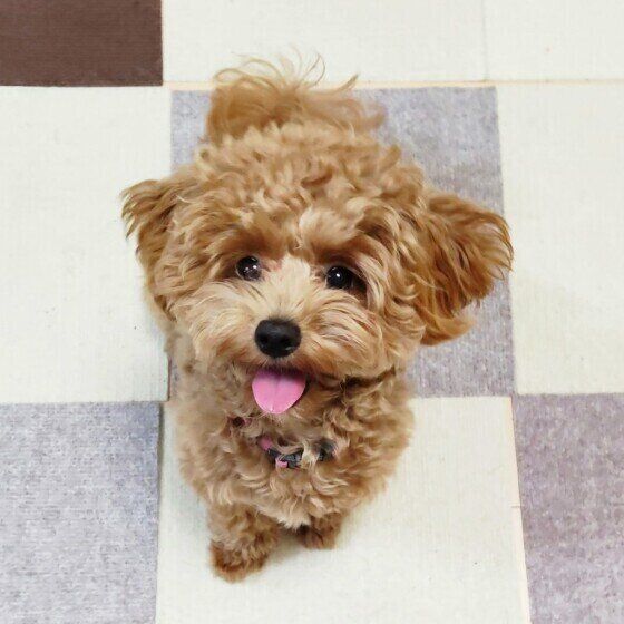 ボールを投げてほしいMix犬