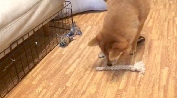 おもちゃを奪い合うパグと柴犬