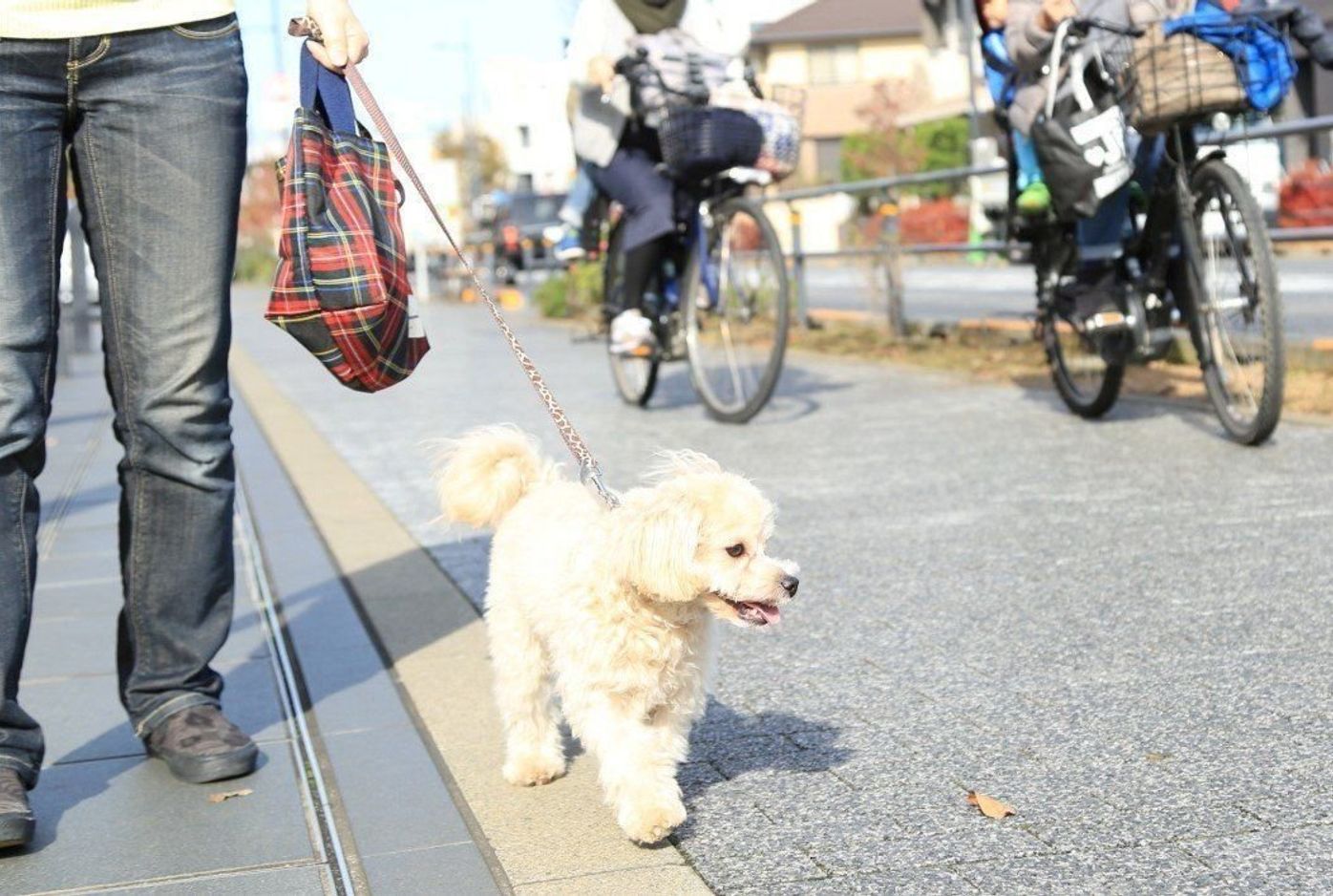 他の人や犬に吠えて困ったら試したい 超シンプルな散歩の工夫3選 いぬのきもちweb Magazine 他の人や犬に吠えて困ったら試したい 超シンプルな散歩の工夫3選 いぬのきもちweb Magazine