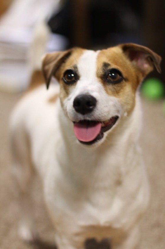 ときめくコニーくん