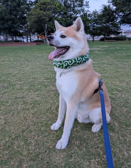 3回目のうちのコ記念日の秋田犬