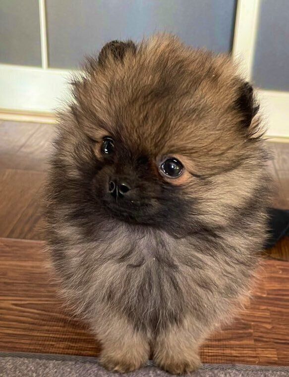 生後2カ月頃の犬