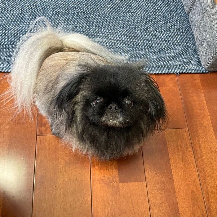 飼い主さんを見上げるあんこちゃん