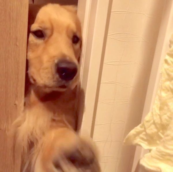 雑巾を手に入れるため必死になるモッシュくん