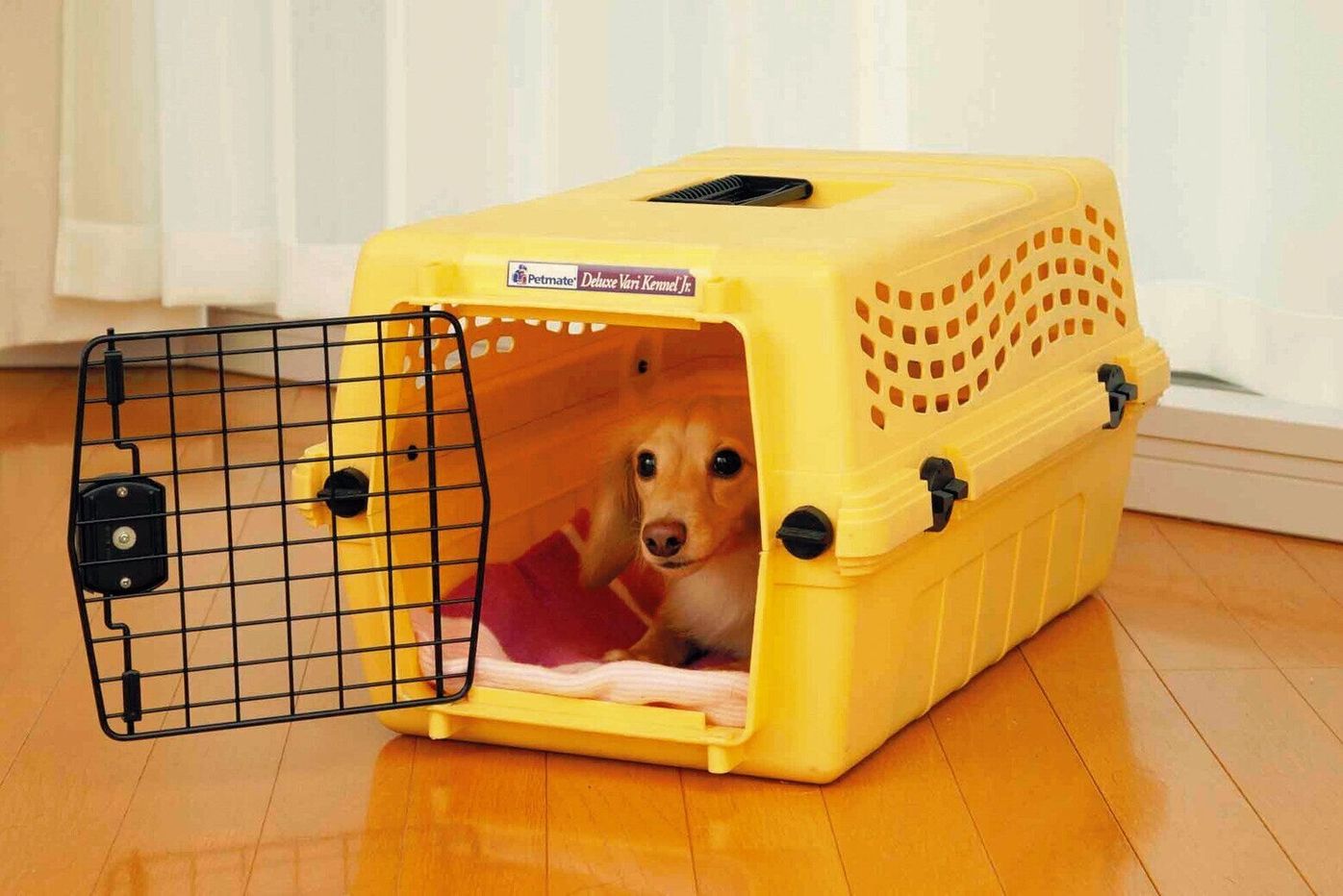 犬にまつわる用語クイズ 犬飼いさんが知るべき5つのワード いぬのきもちweb Magazine 犬にまつわる用語クイズ 犬飼いさんが知るべき5つのワード いぬのきもちweb Magazine