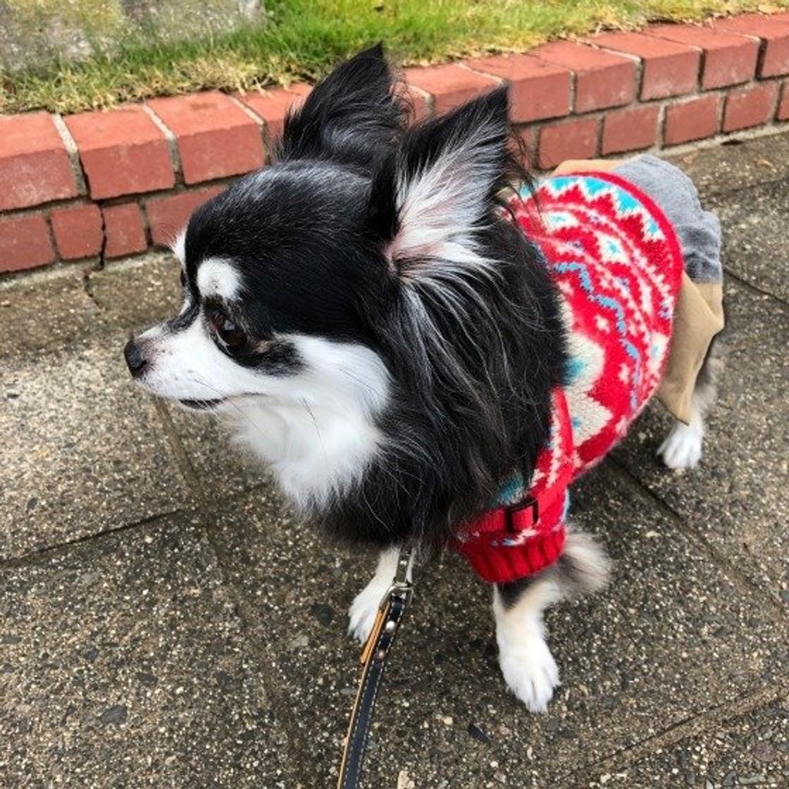 専門家監修 チワワに散歩は必要 注意点や散歩好きに育てるコツ いぬのきもちweb Magazine 専門家監修 チワワに散歩は必要 注意点や散歩好きに育てるコツ いぬのきもちweb Magazine