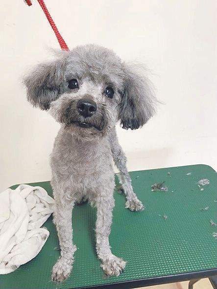 噛みつきがひどかったものの、なんとかトリミングを行い見違える姿に