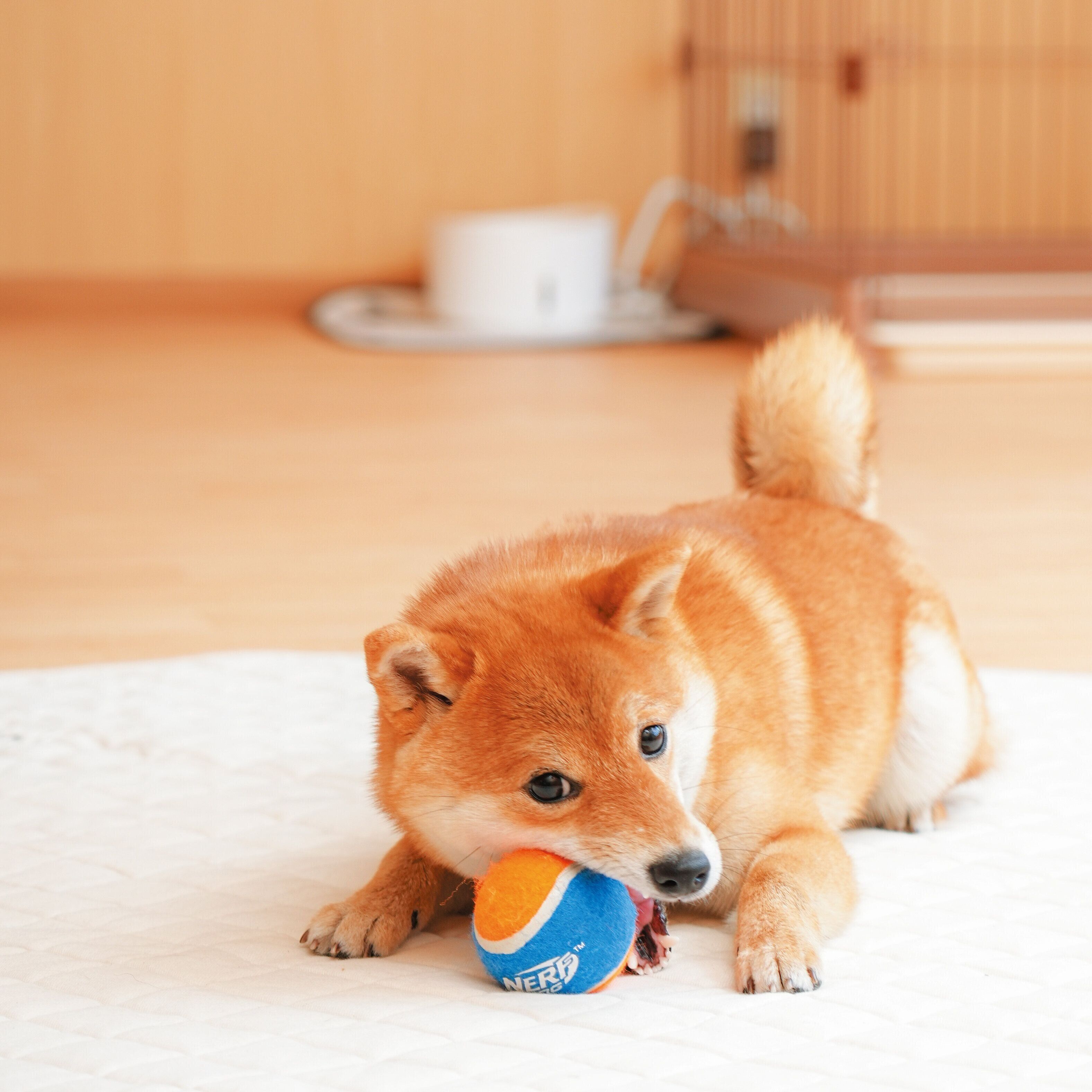 撮影／殿村忠博